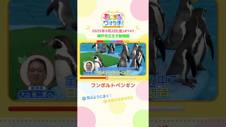 飛ぶように泳ぐ！「フンボルトペンギン」 兵庫「神戸市立王子動物園」　#shorts #読売テレビニュース #すまたん #あにまるウォッチ #動物