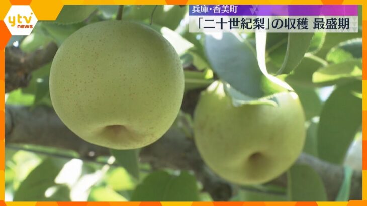 シャキシャキの秋の味覚「二十世紀梨」の収穫最盛期　例年よりやや小ぶりも甘みと酸味のバランス良し