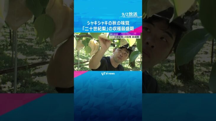 シャキシャキの秋の味覚「二十世紀梨」の収穫最盛期　例年よりやや小ぶりも甘みと酸味のバランス良し　#shorts　#読売テレビニュース