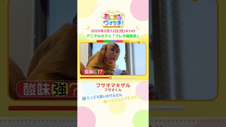 とっても賢いおサルさん「フサオマキザル」 大阪・アニマルカフェ「フレカ福島店」　#shorts #読売テレビニュース #すまたん #あにまるウォッチ #動物