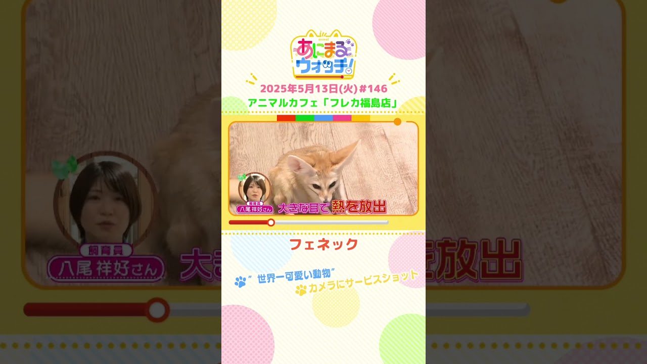 “世界一可愛い動物”「フェネック」大阪・アニマルカフェ「フレカ福島店」　#shorts #読売テレビニュース #すまたん #あにまるウォッチ #動物