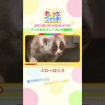 ほぼスローな動き！「スローロリス」大阪・アニマルカフェ「フレカ福島店」　#shorts #読売テレビニュース #すまたん #あにまるウォッチ #動物