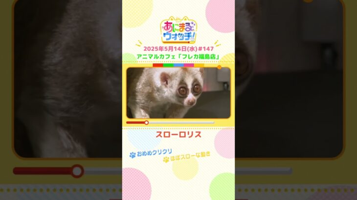ほぼスローな動き！「スローロリス」大阪・アニマルカフェ「フレカ福島店」　#shorts #読売テレビニュース #すまたん #あにまるウォッチ #動物