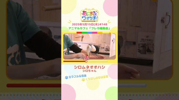 カラフルな色味！「シロムネオオハシ」大阪・アニマルカフェ「フレカ福島店」　#shorts #読売テレビニュース #すまたん #あにまるウォッチ #動物