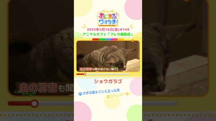 ジャンプ一番！「ショウガラゴ」大阪・アニマルカフェ「フレカ福島店」　#shorts #読売テレビニュース #すまたん #あにまるウォッチ #動物