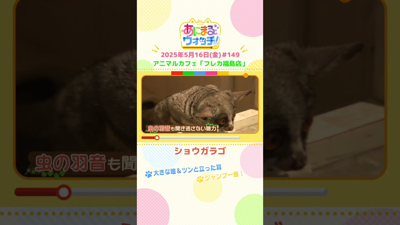 ジャンプ一番！「ショウガラゴ」大阪・アニマルカフェ「フレカ福島店」　#shorts #読売テレビニュース #すまたん #あにまるウォッチ #動物