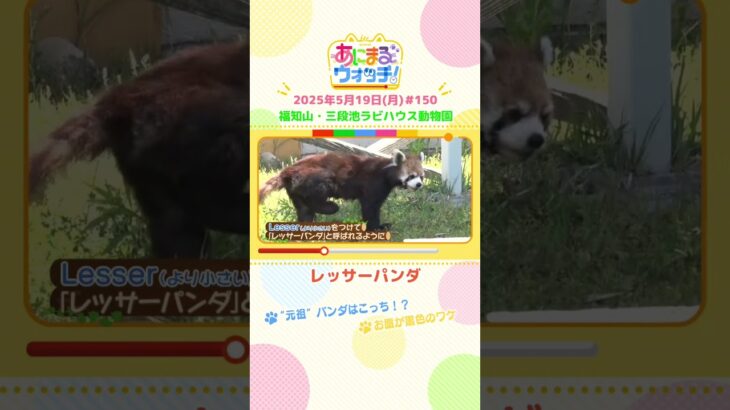 “元祖”パンダはこっち！？「レッサーパンダ」 京都・福知山市「三段池ラビハウス動物園」　#shorts #読売テレビニュース #すまたん #あにまるウォッチ #動物