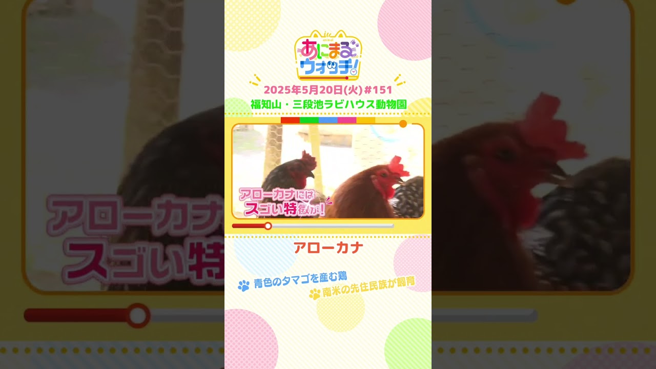 青色のタマゴを産む鶏！「アローカナ」京都・福知山市「三段池ラビハウス動物園」　#shorts #読売テレビニュース #すまたん #あにまるウォッチ #動物