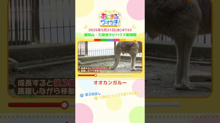 親子仲良し！「オオカンガルー」京都・福知山市「三段池ラビハウス動物園」　#shorts #読売テレビニュース #すまたん #あにまるウォッチ #動物