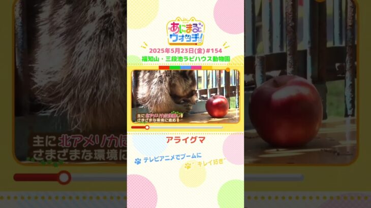 テレビアニメでブームに！「アライグマ」京都・福知山市「三段池ラビハウス動物園」#shorts #読売テレビニュース #すまたん #あにまるウォッチ #動物