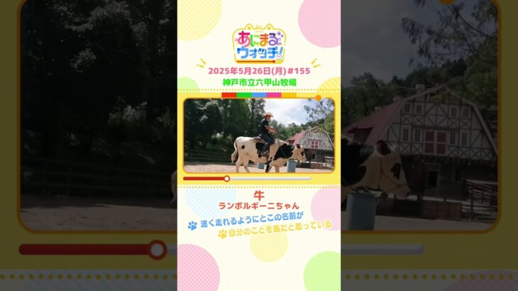 速く走れるようにとこの名前が！？「牛」京都・福知山市「三段池ラビハウス動物園」　#shorts #読売テレビニュース #すまたん #あにまるウォッチ #動物