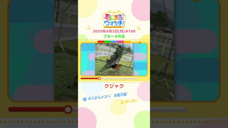 オスからメスへ”求愛行動”！「クジャク」　滋賀「ブルーメの丘」　#shorts #読売テレビニュース #すまたん #あにまるウォッチ #動物