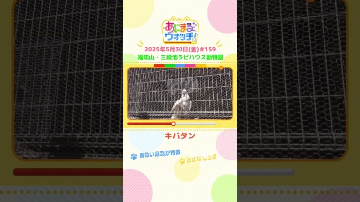 黄色い冠羽が特徴！「キバタン」京都・福知山市「三段池ラビハウス動物園」　#shorts #読売テレビニュース #すまたん #あにまるウォッチ #動物