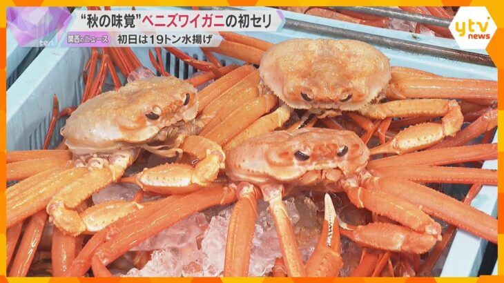”秋の味覚”ベニズワイガニの初セリ　威勢のよい掛け声飛び交う、初日19トン水揚げ　兵庫・香住漁港