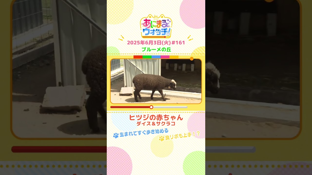 生まれてすぐ歩き始める！「ヒツジの赤ちゃん」滋賀「ブルーメの丘」　#shorts #読売テレビニュース #すまたん #あにまるウォッチ #動物