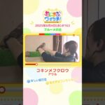 珍しい昼行性！「コキンメフクロウ」滋賀「ブルーメの丘」　#shorts #読売テレビニュース #すまたん #あにまるウォッチ #動物