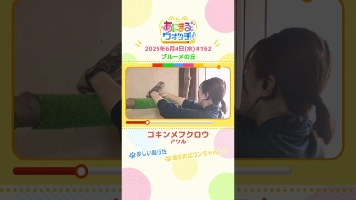珍しい昼行性！「コキンメフクロウ」滋賀「ブルーメの丘」　#shorts #読売テレビニュース #すまたん #あにまるウォッチ #動物