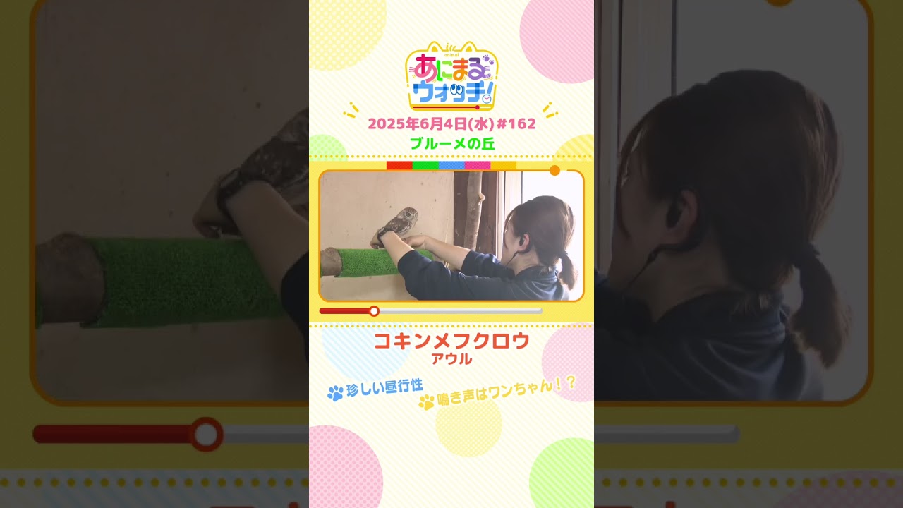 珍しい昼行性！「コキンメフクロウ」滋賀「ブルーメの丘」　#shorts #読売テレビニュース #すまたん #あにまるウォッチ #動物