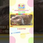 角をぶつけ合う！「トカラヤギ」 滋賀「ブルーメの丘」　#shorts #読売テレビニュース #すまたん #あにまるウォッチ #動物
