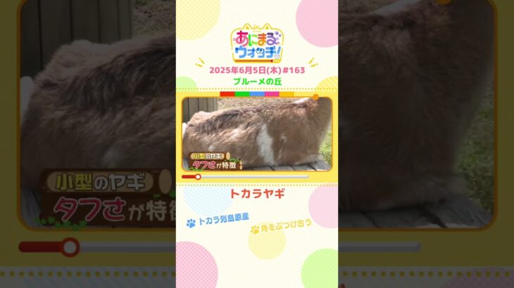 角をぶつけ合う！「トカラヤギ」 滋賀「ブルーメの丘」　#shorts #読売テレビニュース #すまたん #あにまるウォッチ #動物