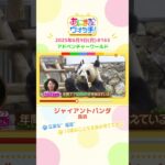 立派な”福耳”！「ジャイアントパンダ・良浜」 和歌山「アドベンチャーワールド」　#shorts #読売テレビニュース #すまたん #あにまるウォッチ #動物