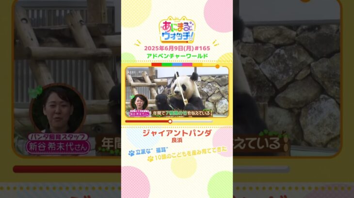 立派な”福耳”！「ジャイアントパンダ・良浜」 和歌山「アドベンチャーワールド」　#shorts #読売テレビニュース #すまたん #あにまるウォッチ #動物