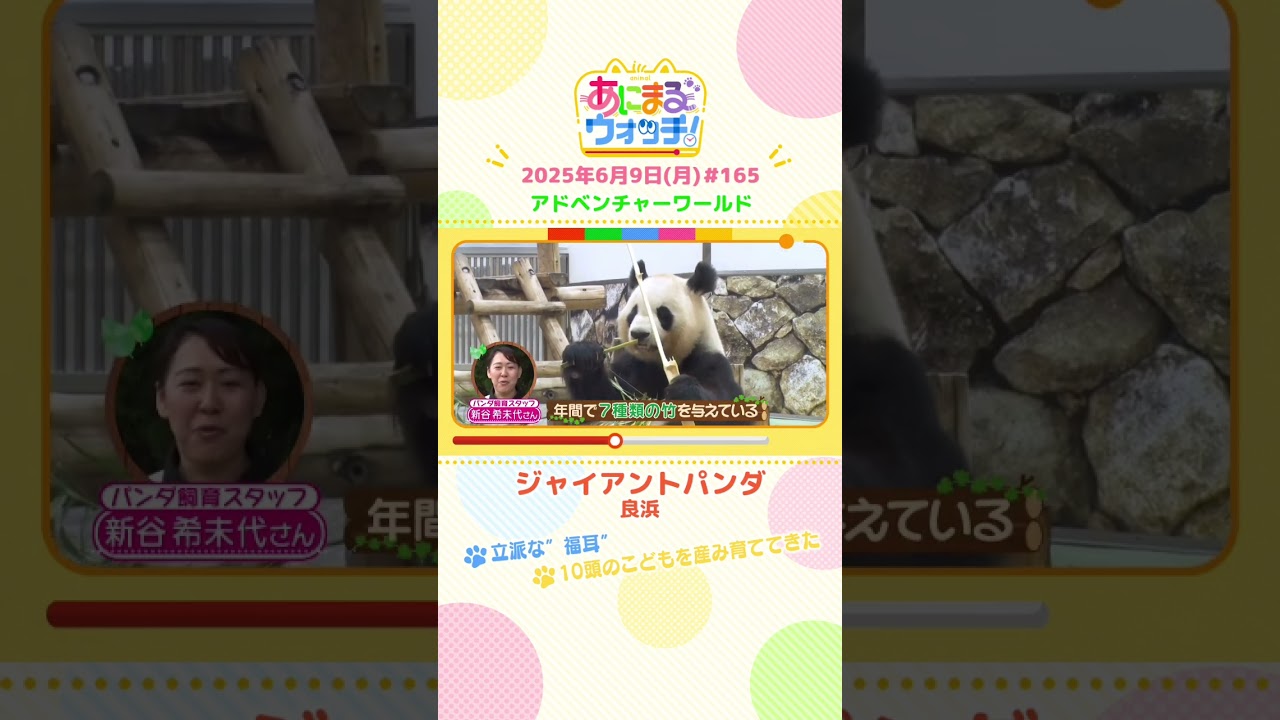 立派な”福耳”！「ジャイアントパンダ・良浜」 和歌山「アドベンチャーワールド」　#shorts #読売テレビニュース #すまたん #あにまるウォッチ #動物
