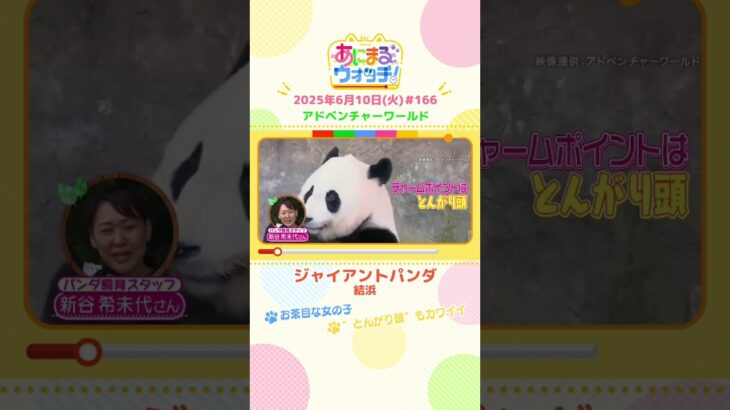 お茶目な女の子！「ジャイアントパンダ・結浜」　和歌山「アドベンチャーワールド」　#shorts #読売テレビニュース #すまたん #あにまるウォッチ #動物