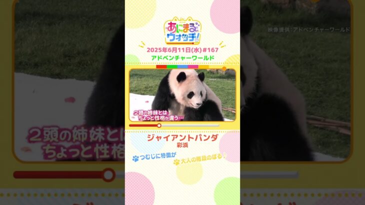つむじに特徴が！？「ジャイアントパンダ・彩浜」　和歌山「アドベンチャーワールド」　#shorts #読売テレビニュース #すまたん #あにまるウォッチ #動物