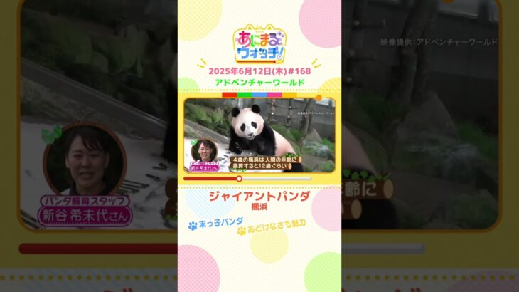 末っ子パンダ！「ジャイアントパンダ・楓浜」　和歌山「アドベンチャーワールド」　#shorts #読売テレビニュース #すまたん #あにまるウォッチ #動物