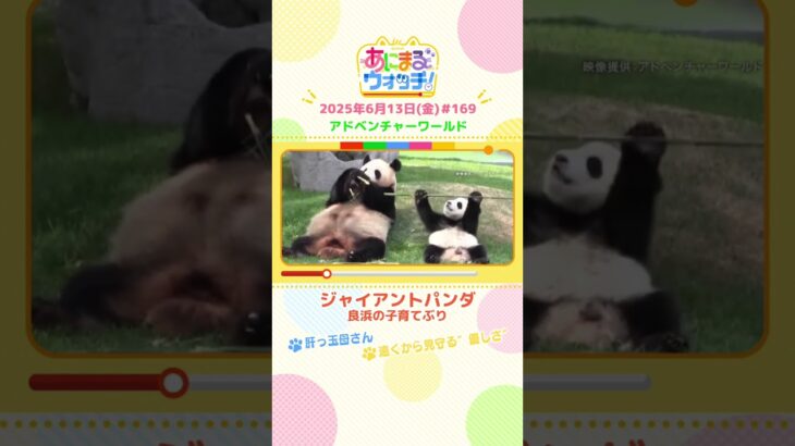 肝っ玉母さん！「ジャイアントパンダ・良浜の子育て」　和歌山「アドベンチャーワールド」　#shorts #読売テレビニュース #すまたん #あにまるウォッチ #動物