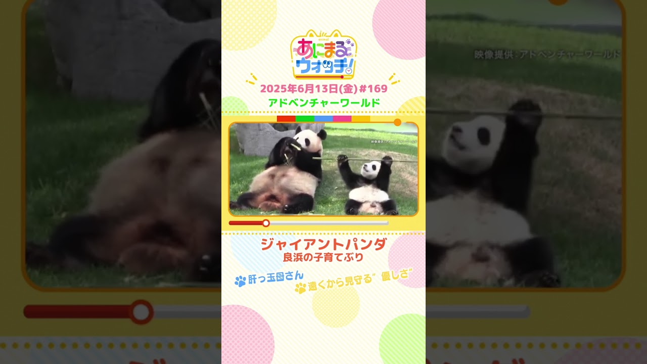 肝っ玉母さん！「ジャイアントパンダ・良浜の子育て」　和歌山「アドベンチャーワールド」　#shorts #読売テレビニュース #すまたん #あにまるウォッチ #動物