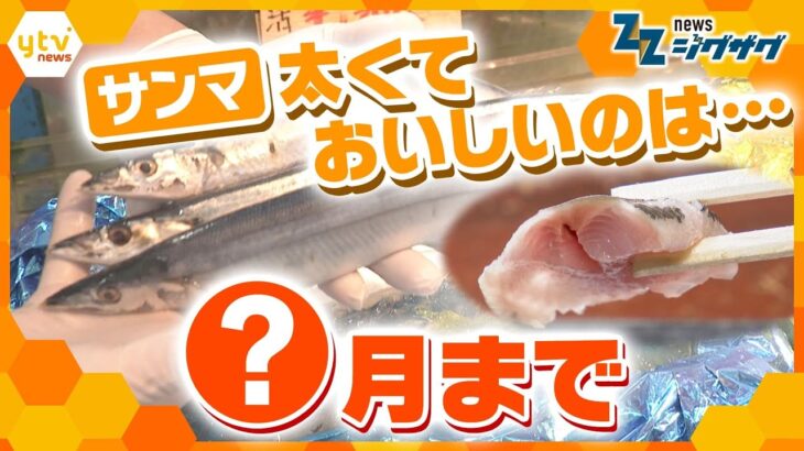 なぜ？秋の味覚に異変！脂ののったサンマは今がチャンス【ニュース ジグザグ】