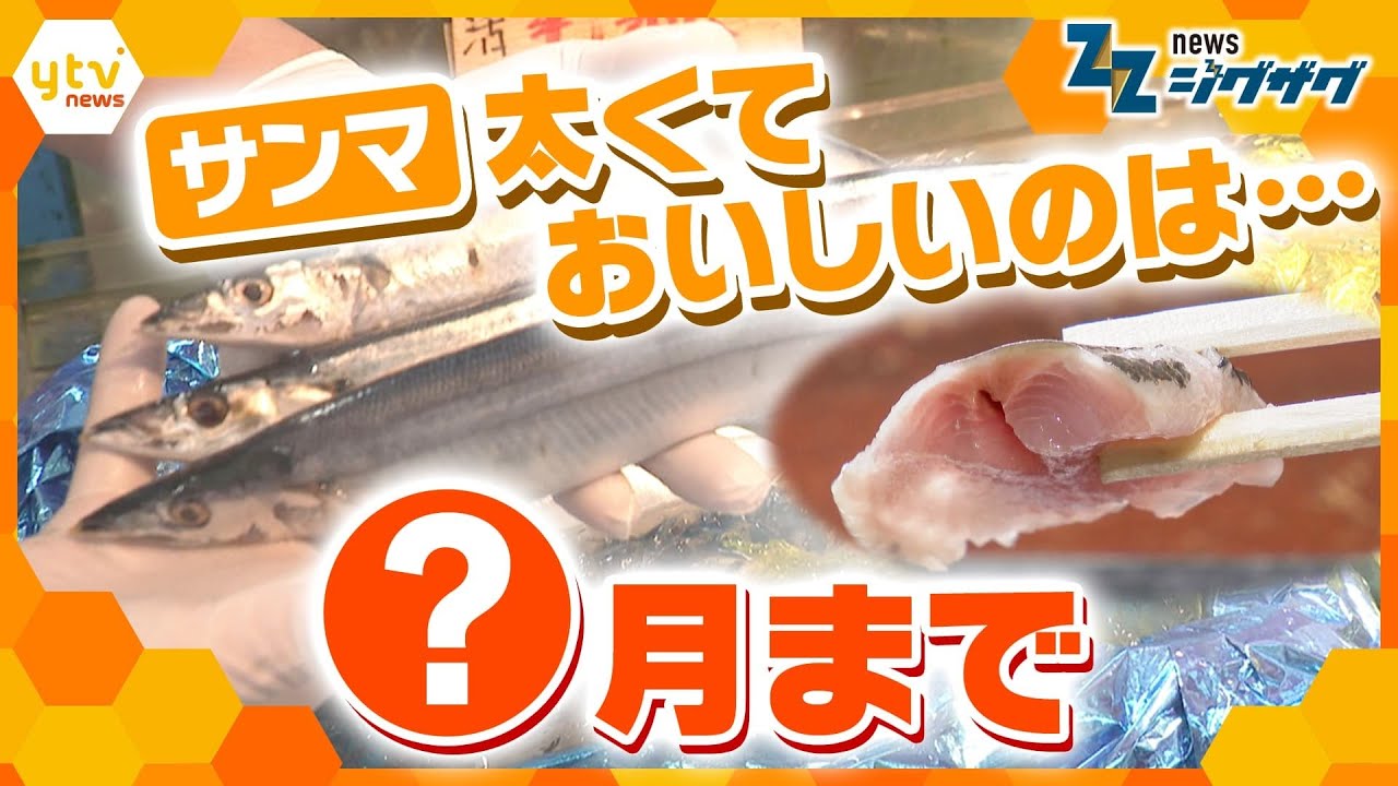 なぜ？秋の味覚に異変！脂ののったサンマは今がチャンス【ニュース ジグザグ】