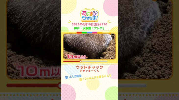 リスの仲間！「ウッドチャック」　神戸市「アトア」　#shorts #読売テレビニュース #すまたん #あにまるウォッチ #動物