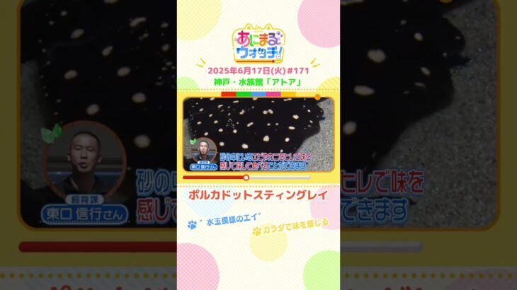 水玉模様のエイ！「ボルカドットスティングレイ」 神戸市「アトア」　#shorts #読売テレビニュース #すまたん #あにまるウォッチ #動物