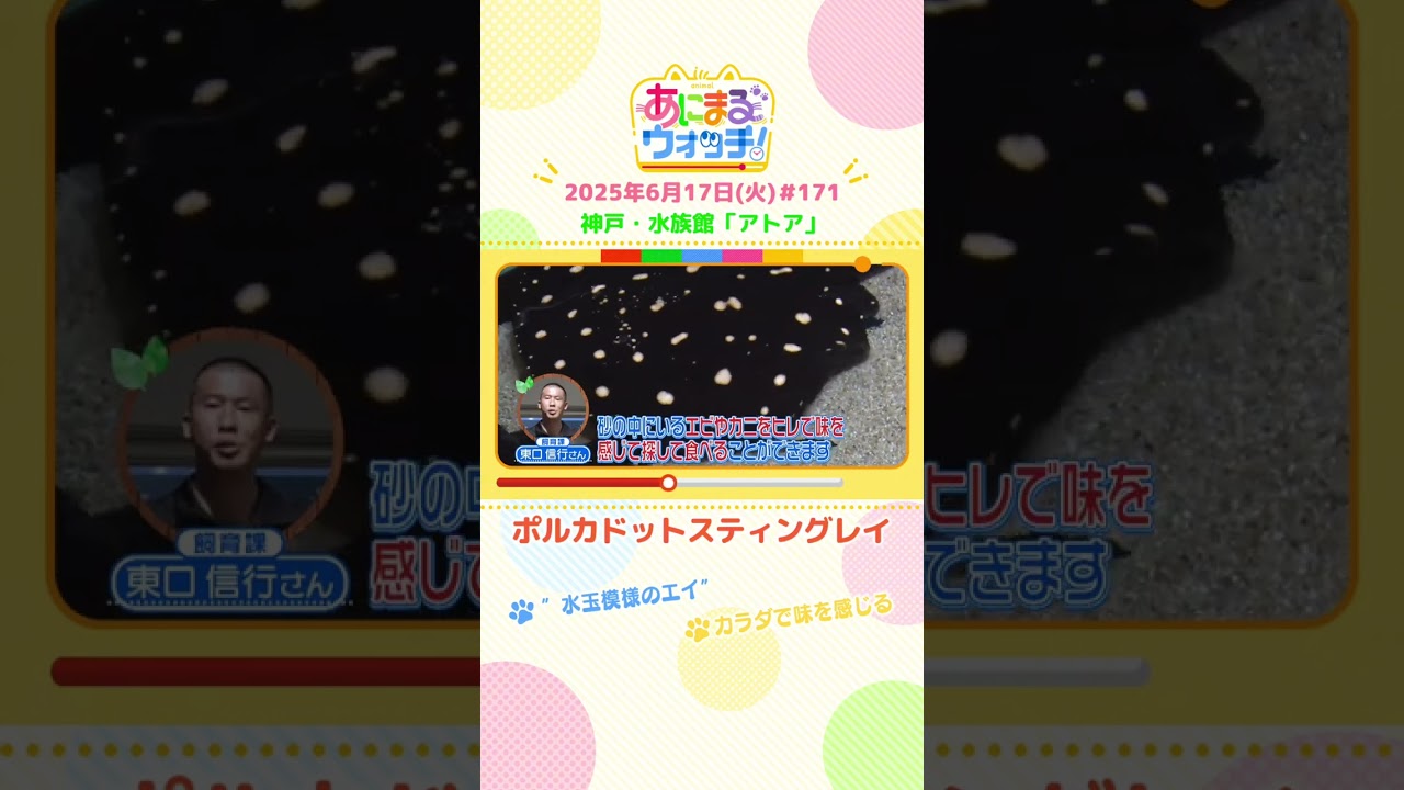 水玉模様のエイ！「ボルカドットスティングレイ」 神戸市「アトア」　#shorts #読売テレビニュース #すまたん #あにまるウォッチ #動物