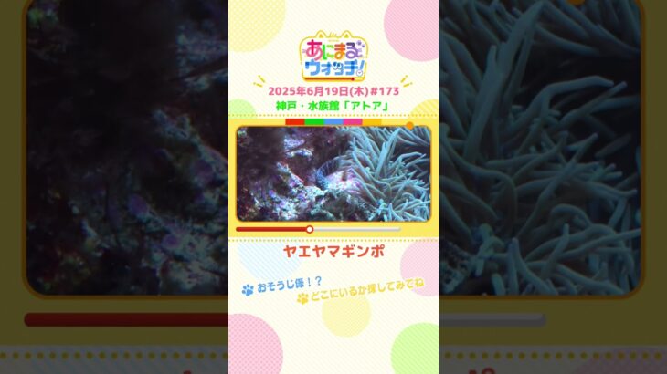 おそうじ係！？「ヤエヤマギンポ」 神戸市「アトア」　#shorts #読売テレビニュース #すまたん  #あにまるウォッチ #動物
