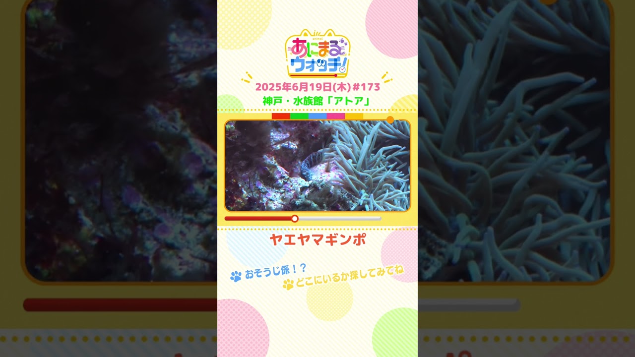おそうじ係！？「ヤエヤマギンポ」 神戸市「アトア」　#shorts #読売テレビニュース #すまたん  #あにまるウォッチ #動物