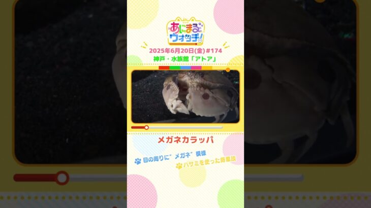 目の周りに“メガネ”模様！「メガネカラッパ」 神戸市「アトア」　#shorts #読売テレビニュース #すまたん #あにまるウォッチ #動物