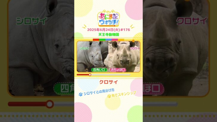 角でスキンシップ！「クロサイ」　大阪「天王寺動物園」　#shorts #読売テレビニュース #すまたん #あにまるウォッチ #動物