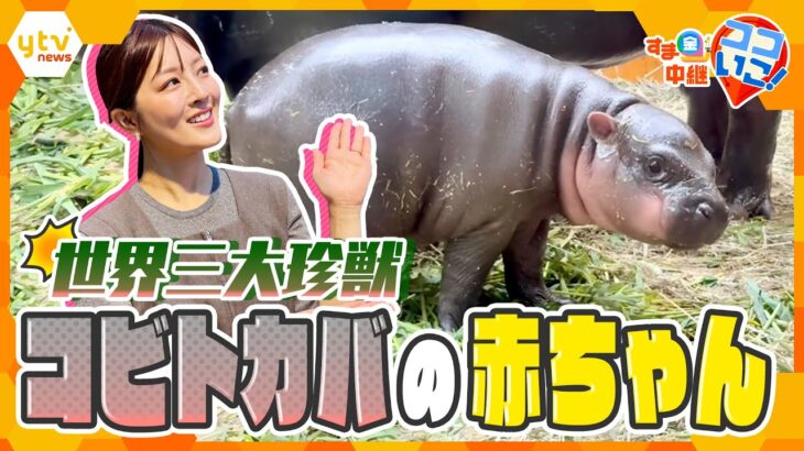今しか見られない！世界三大珍獣コビトカバ＆ビーバーの赤ちゃん誕生！【す・またん！】