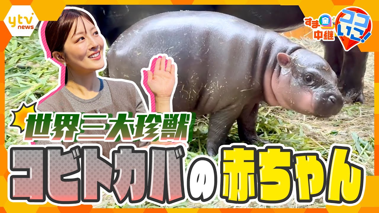 今しか見られない！世界三大珍獣コビトカバ＆ビーバーの赤ちゃん誕生！【す・またん！】