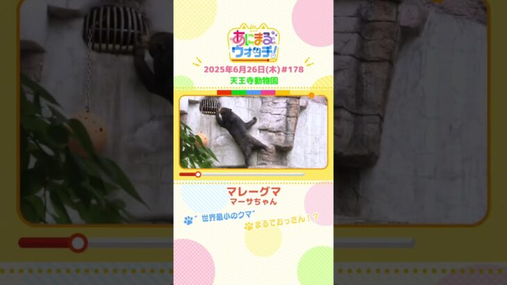 まるでおっさん！？「マレーグマ」 大阪「天王寺動物園」　#shorts #読売テレビニュース #すまたん #あにまるウォッチ #動物