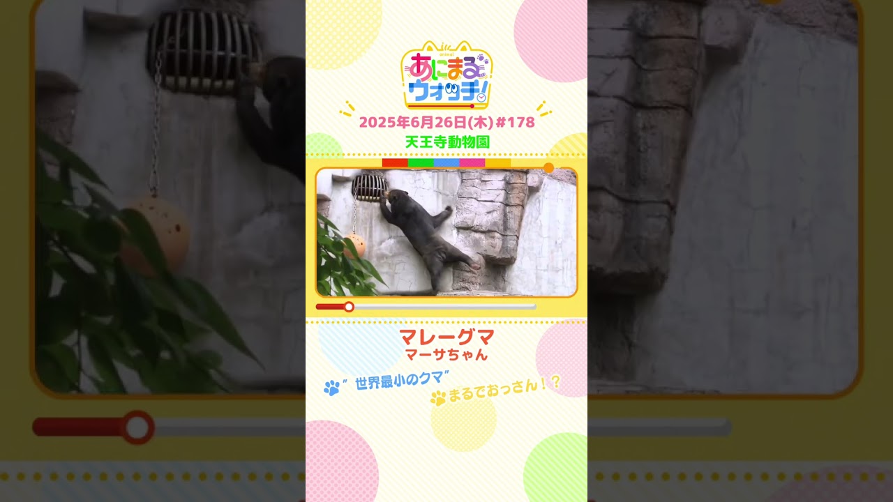 まるでおっさん！？「マレーグマ」 大阪「天王寺動物園」　#shorts #読売テレビニュース #すまたん #あにまるウォッチ #動物