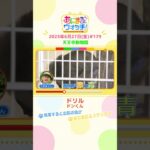 興奮するとお尻の色が！「ドリル」 大阪「天王寺動物園」　#shorts #読売テレビニュース #すまたん #あにまるウォッチ #動物