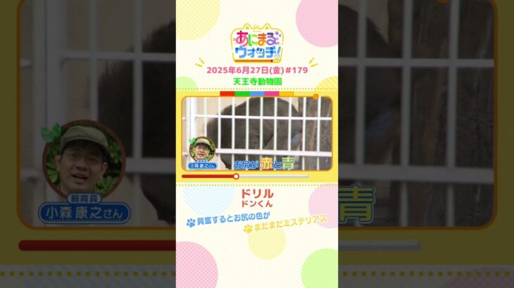興奮するとお尻の色が！「ドリル」 大阪「天王寺動物園」　#shorts #読売テレビニュース #すまたん #あにまるウォッチ #動物