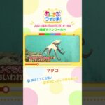 実はとっても賢い！「マダコ」　兵庫・豊岡市「城崎マリンワールド」　#shorts #読売テレビニュース #すまたん #あにまるウォッチ #動物