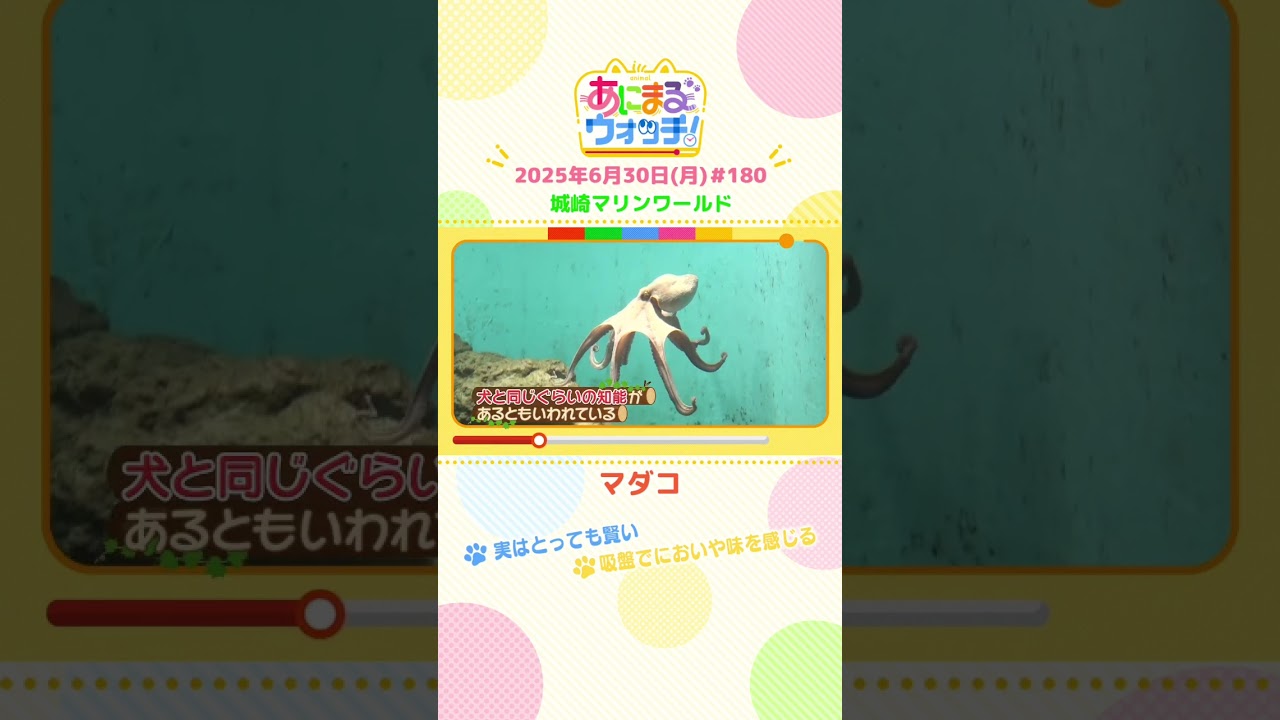 実はとっても賢い！「マダコ」　兵庫・豊岡市「城崎マリンワールド」　#shorts #読売テレビニュース #すまたん #あにまるウォッチ #動物