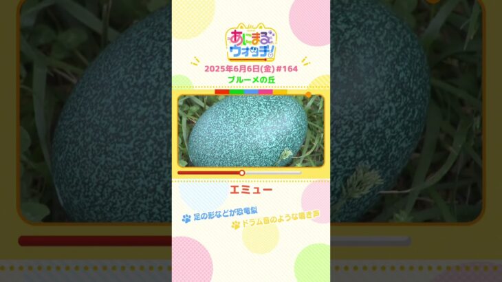 ドラム音のような鳴き声！「エミュー」滋賀「ブルーメの丘」　#shorts #読売テレビニュース #すまたん #あにまるウォッチ #動物